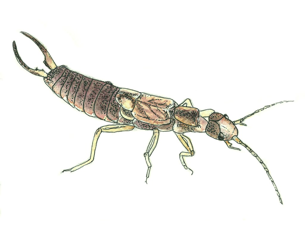Earwig watercolour illustration