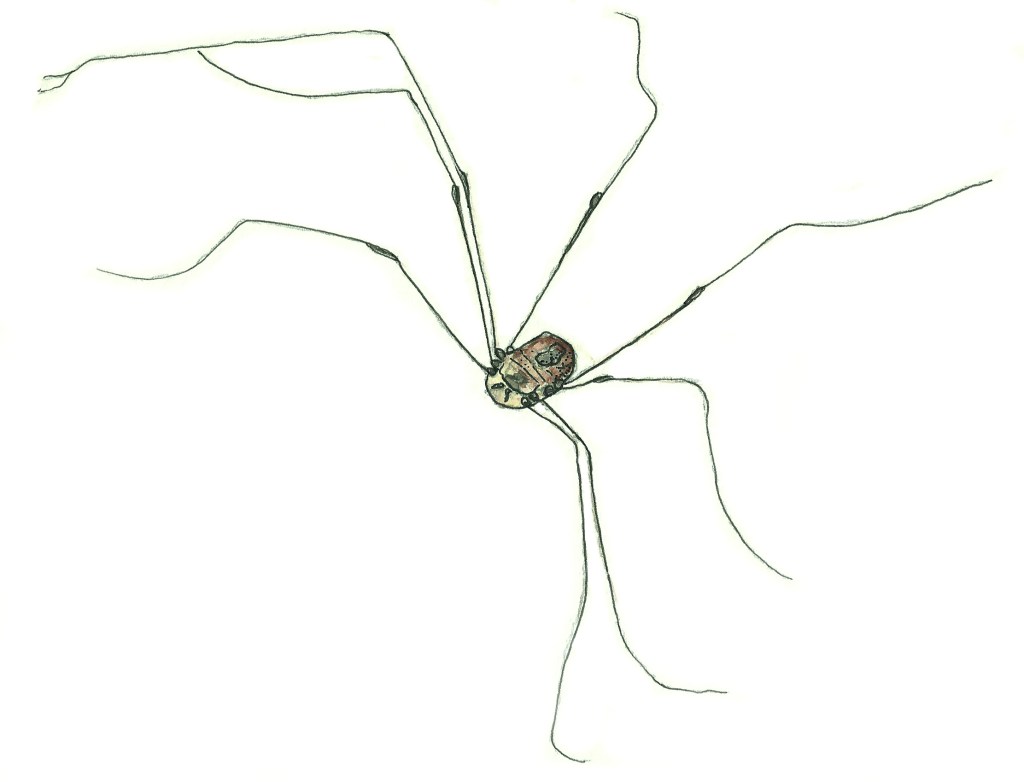 Harvestman watercolour illustration