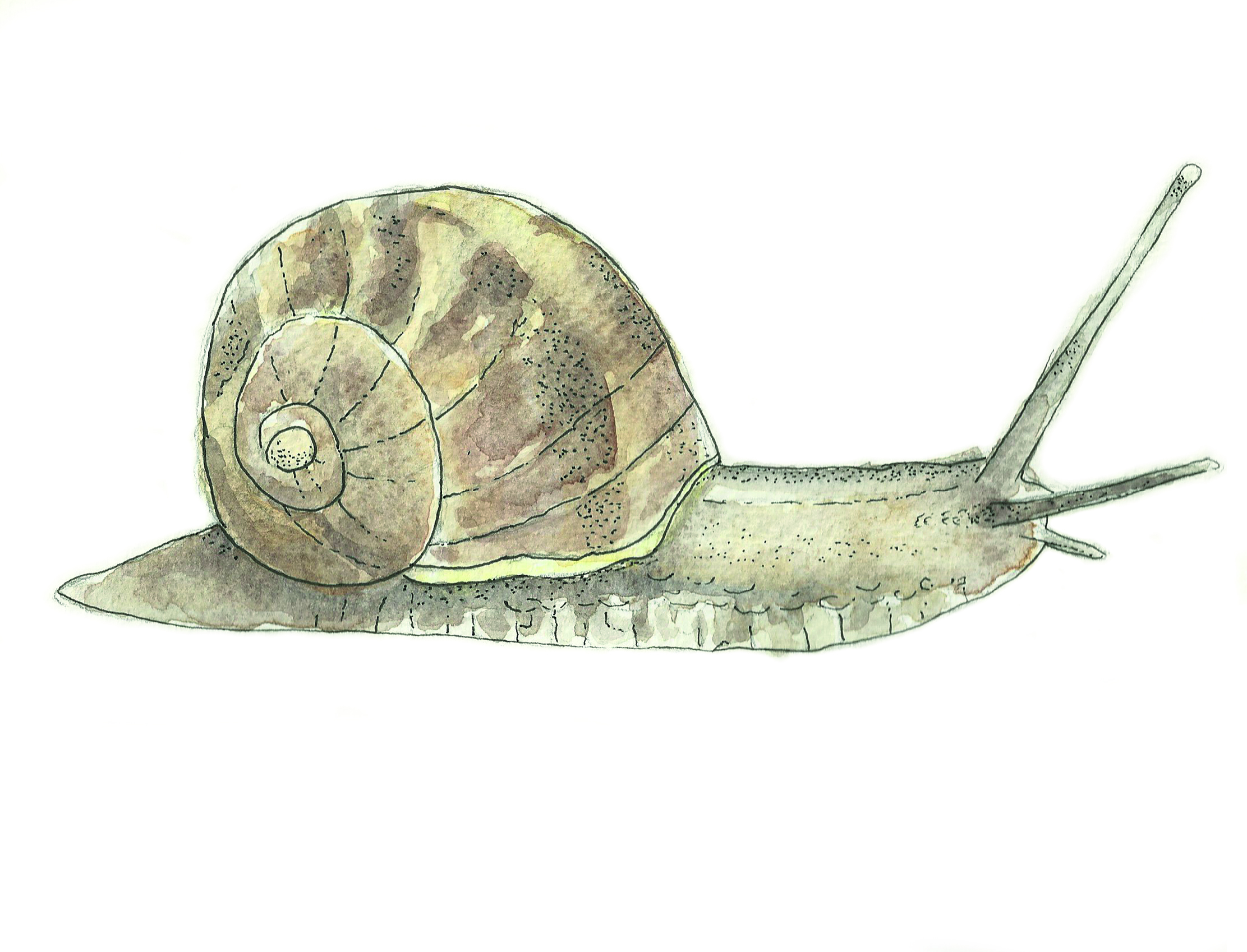 Snail watercolour illustration