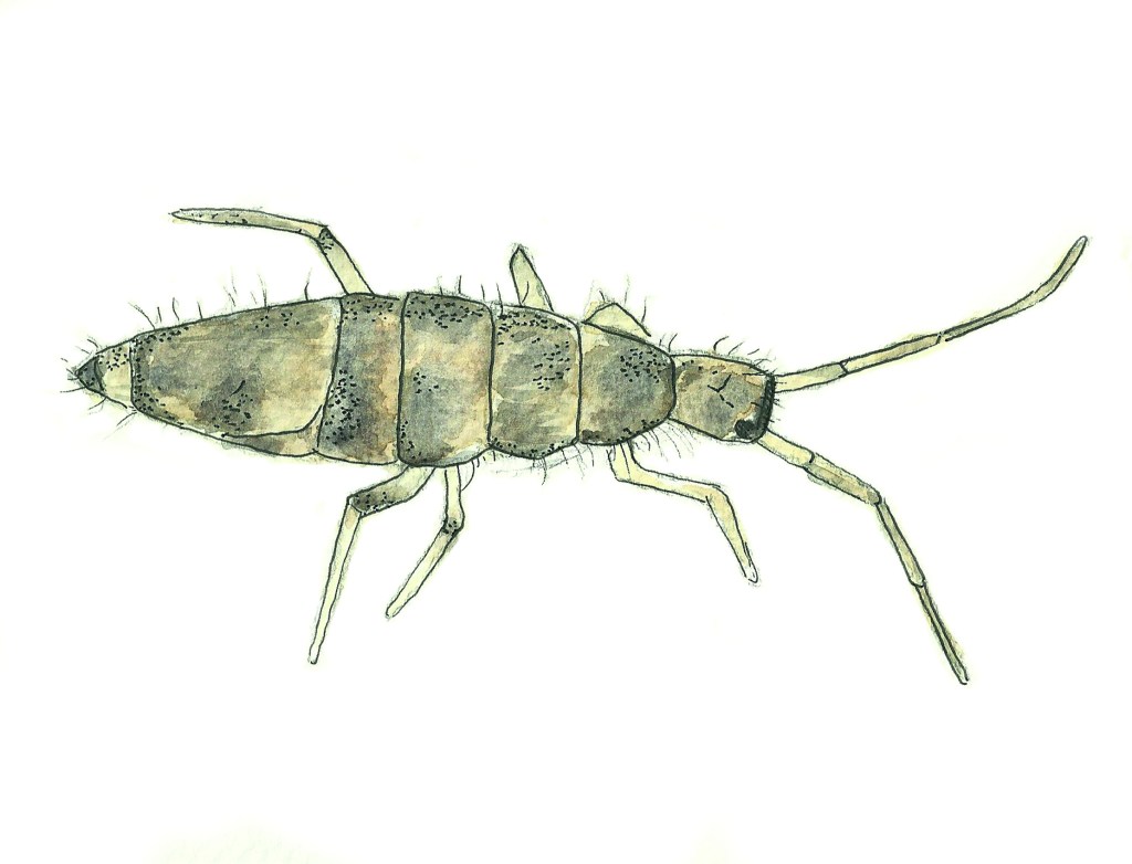 Springtail watercolour illustration