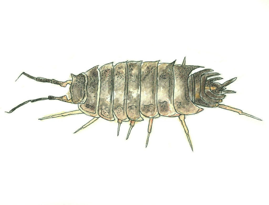 Woodlouse watercolour illustration